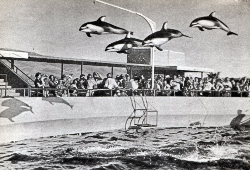Таблица 24. Дельфины. Групповой прыжок полосатых дельфинов (Lagenorhynchus obliquideus) в океанариуме