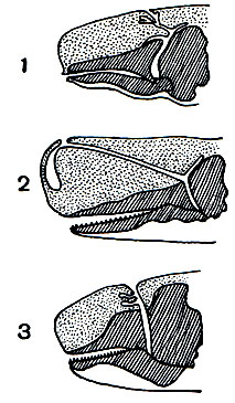 Рис. 141. Носовой канал с воздушными мешками в голове нарвала (1), кашалота (2), карликового кашалота (3)