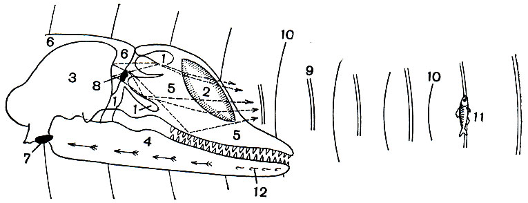 Рис. 142. Схема эхолокации дельфина. Ультразвуковой прожектор и акустическая линза в черепе дельфина. (По К. Норрису, 1964.). Ход звуковых лучей при эхолокации, произведенных с помощью воздушных мешков, а затем отраженных от костной стенки черепа и воздушных мешков и далее преломленных через жировую подушку ('акустическую линзу'). Отраженные от рыбы звуки возвращаются в ухо дельфина через его нижнюю челюсть; этому способствуют нервные отверстия на переднем конце нижней челюсти и мощно развитые нервы, вплотную подходящие к органу слуха (показано стрелками). Ход лучей изображен пунктиром. Условные обозначения: 1 - воздушные мешки и носовой канал; 2 - жировая подушка; 3 - череп; 4 - нижняя челюсть; 5 - части головы, лежащие перед носовым каналом; 6 - части головы, лежащие позади носового канала; 7 - барабанная кость и внутреннее ухо; 8 - губа носовой пробки; 9 - излученные звуковые волны; 10 - отраженные звуковые волны; 11 - объект лоцирования (рыба); 12 - нервные отверстия в нижней челюсти
