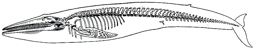 Рис. 145. Скелет синего кита, вписанный в контур его тела