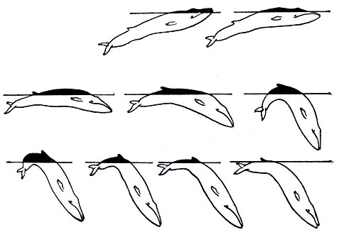 Рис. 146. Схема выныривания и погружения кита-полосатика