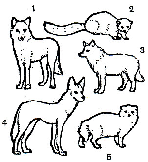 Таблица 26. Хищные: 1 - динго (Canis dingo); 2 - малая панда (Ailurus fulgens); 3 - красный волк (Cuon alpinus); 4 - гиеновидная собака (Lycaon pictus); 5 - голубой песец (Alopex lagopus)