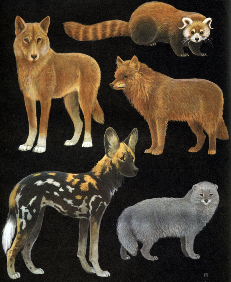 Таблица 26. Хищные: 1 - динго (Canis dingo); 2 - малая панда (Ailurus fulgens); 3 - красный волк (Cuon alpinus); 4 - гиеновидная собака (Lycaon pictus); 5 - голубой песец (Alopex lagopus)