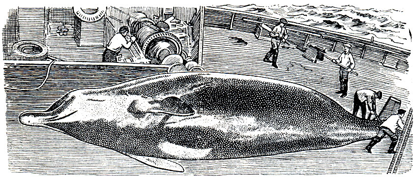 Рис. 152. Северный плавун (Вerardius bairdi) на палубе китобойного судна
