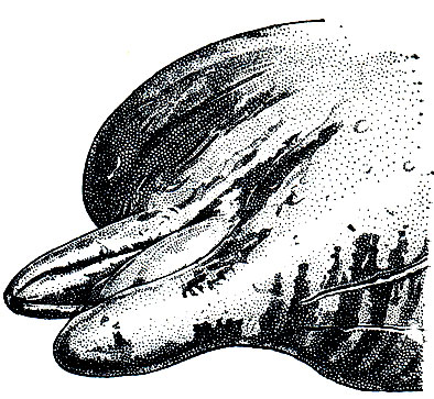 Рис. 153. Голова высоколобого бутылконоса (Hyperoodon ampullatus)