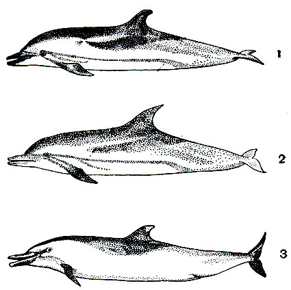 Рис. 156. Продельфины (Stenella): 1, 2 - полосатые (S. caeruleoalbus); 3 - малайский (S. dubia)