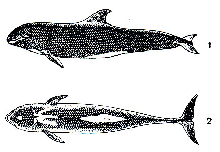 Рис. 157. Широкомордый дельфин (Peponocephala electra): 1 - вид сбоку; 2 - вид сверху