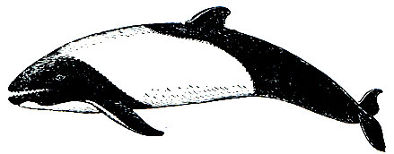 Рис. 160. Дельфин Коммерсона (Cephalorhynchus commersoni)