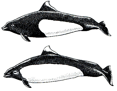 Рис. 161. Белокрылые морские свиньи: (Phocaenoides): вверху - северная (Ph. dalli); внизу - южная (Ph. truei)