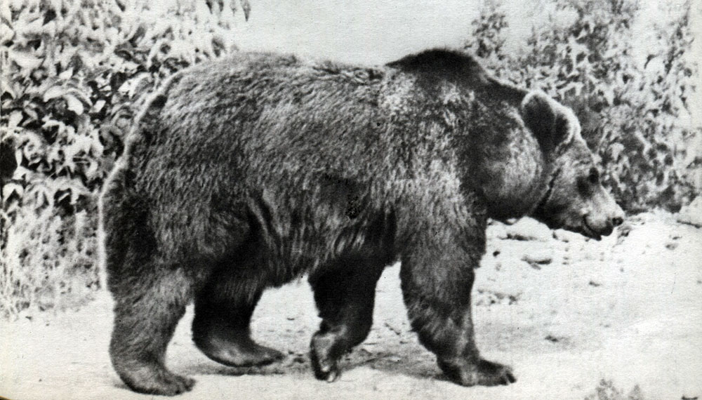 Таблица 29 а. Бурый медведь (Ursus arctos). Бурый медведь