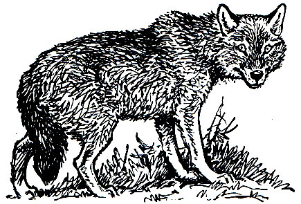 Рис. 163. Серый волк (Canis lupus)