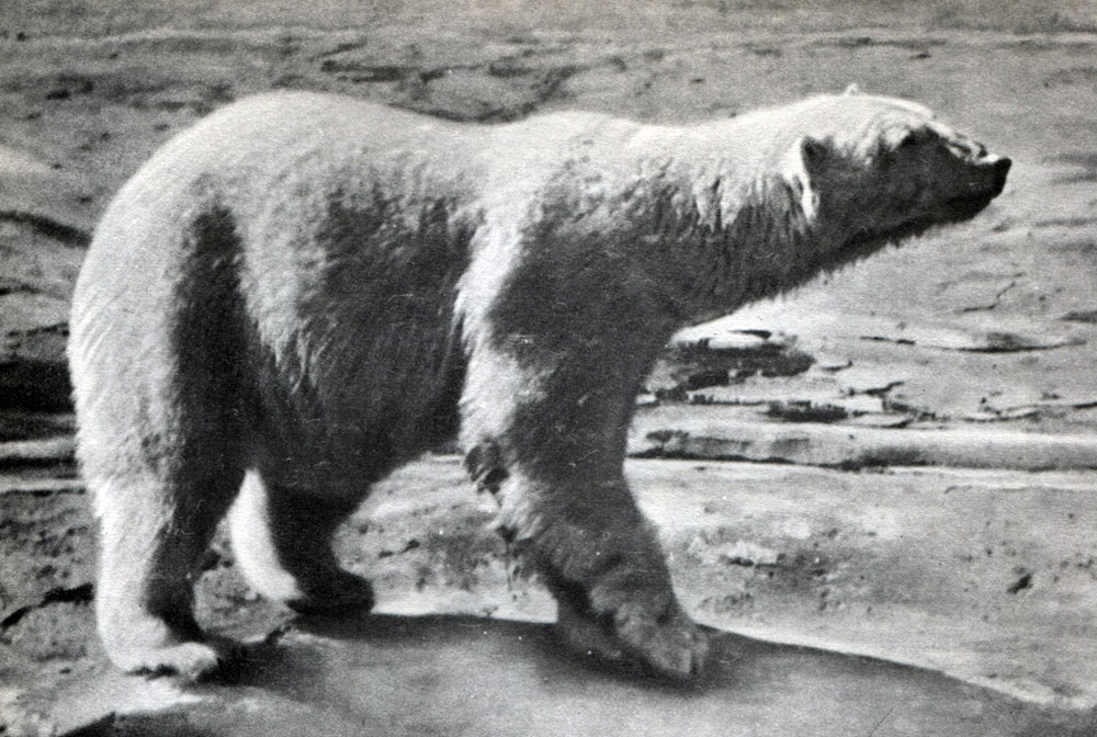 Таблица 30. Белый медведь (Ursus maritimus)