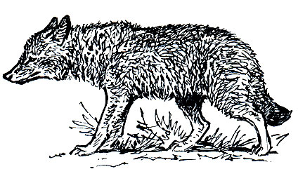 Рис. 165. Обыкновенный шакал (Canis aureus)