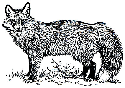 Рис. 167. Рыжая лисица (Vulpes vulpes)