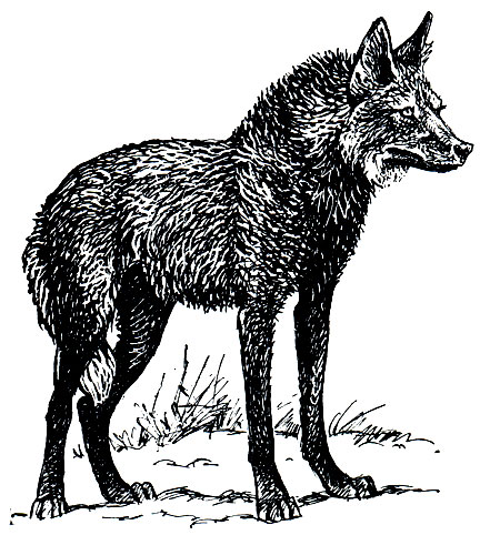 Рис. 172. Гривистый волк (ChrysocyoD brachyurus)