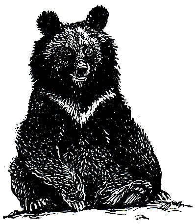 Рис. 174. Гималайский медведь (Ursus thibetanus)