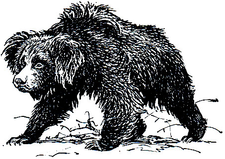 Рис. 175. Медведь губач (Melursus ursinus)