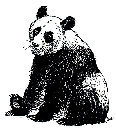 Рис. 180. Большая панда (Ailuropoda melanoleuca)