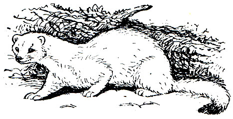 Рис. 183. Горностай (Mustela erminea) зимой