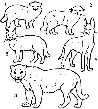 Таблица 33. Хищные: 1 - манул (Felis manul); 2 - дальневосточный кот (F. bengalensis); 3 - хаус (F. chaus); 4 - сервал (F. serval); 5 - ягуар (Panthera onca)