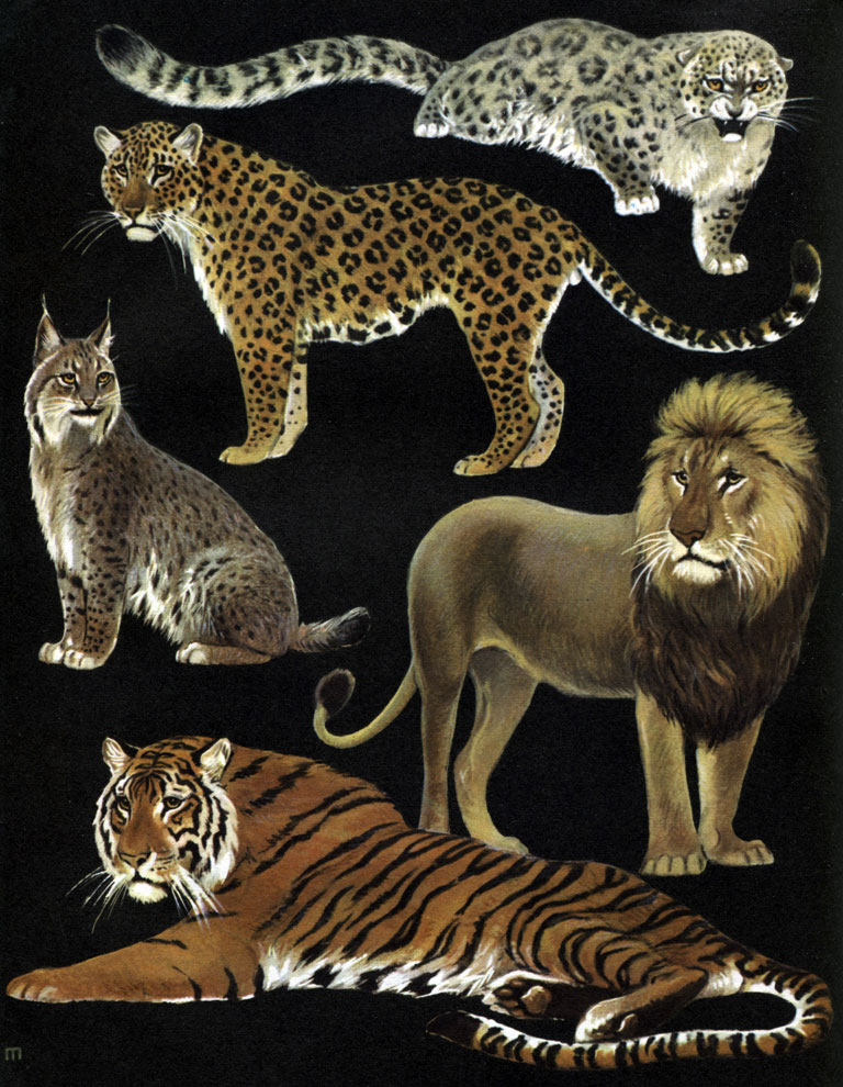 Таблица 34. Хищные: 1 - ирбис, или снежный  барс (Panthera uncia); 2 - леопард (P. pardus); 3 - рысь (Felis lynx); 4 - лев (Panthera leo); 5 - тигр (P. tigris)