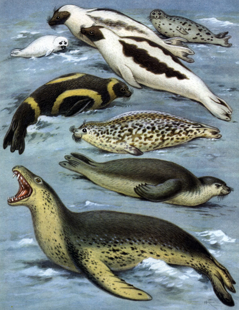 Таблица 35. Ластоногие: 1 - 4 - группа гренландских тюленей (Pagophoca groenlandica): 1 - самка, 2 - самец, 3 - белек, 4 - серка; 5 - полосатый тюлень (Histriophoca fasciata); 6 - каспийская нерпа (Phoca caspica); 7 - тюлень-монах (Monachus monachus); 8 - морской леопард (Hydrurga leptonyx)