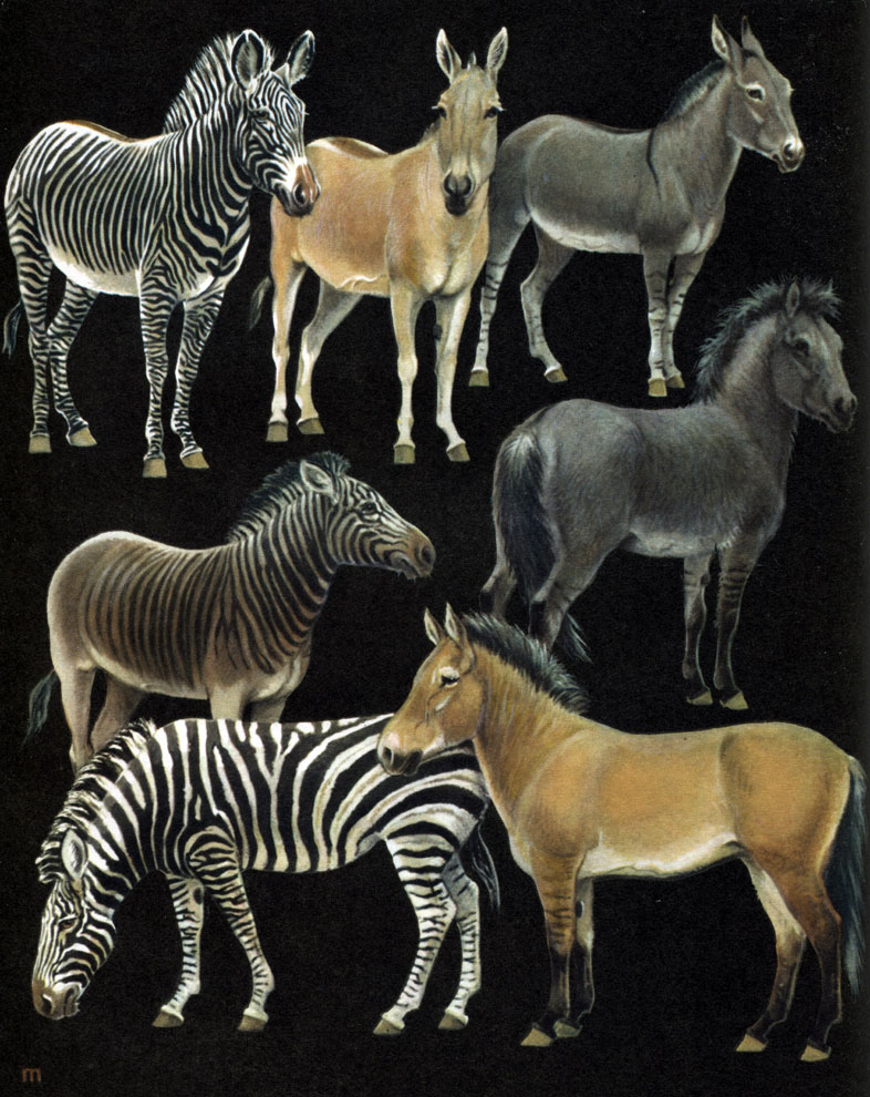 Таблица 36. Непарнокопытные: 1 - зебра Греви (Equus grevyi); 2 - кулан (E. hemionus); 3 - нубийский осел (E. asinus africanus); 4 - квагга (E. quagga); 5 - тарпан (E. gmelini); 6 - саванная зебра (E. burchelli); 7 - лошадь Пржевальского (E. przewalskii)