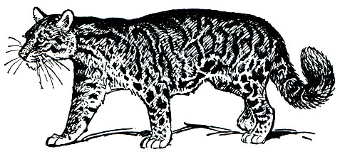Рис. 207. Дымчатый леопард (Neofelis nebulosa)