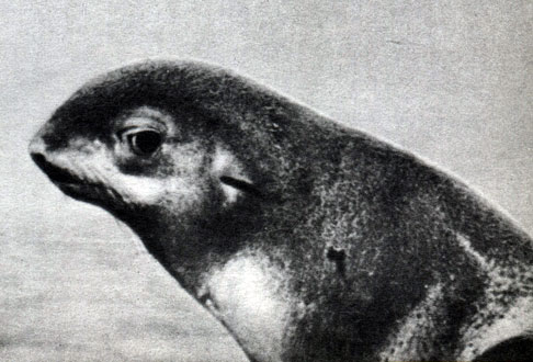 Таблица 37 б. Северный морской котик (Callorhinus ursinus). Самка