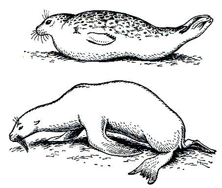 Рис. 209. Характер движения настоящего тюленя (вверху) и ушатого тюленя (внизу) но твердому субстрату