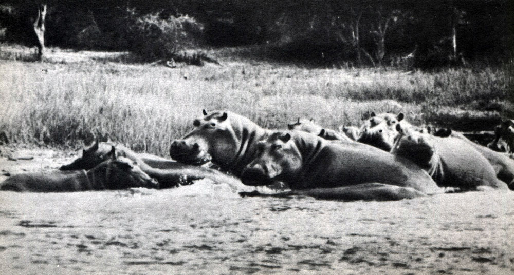 Таблица 40. Хоботные и парнокопытные. Семья бегемотов (Hippopotamus amphibius) в Мерчисон-Фолс (Уганда)