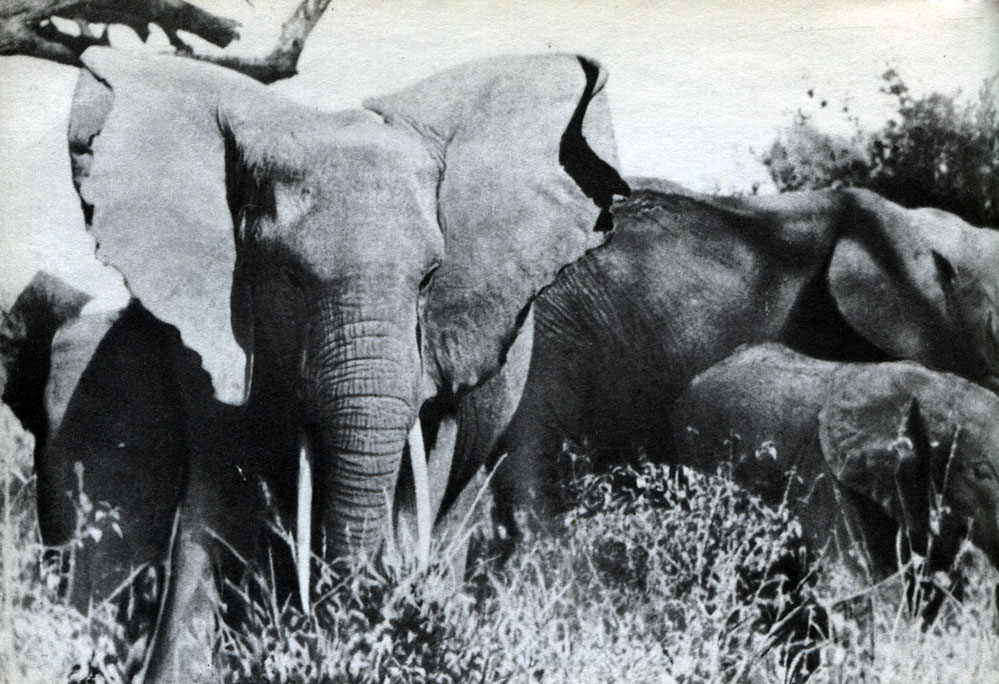 Таблица 40. Хоботные и парнокопытные. Африканский слон (Loxodonta africana) у озера Миньяра (Танзания)