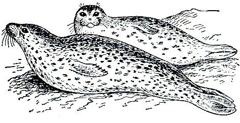 Рис. 212. Обыкновенные тюлени (Phoca vitulina)