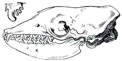 Рис. 217. Череп и зубная система тюленя-крабоеда (Lobodon carcinophagus)