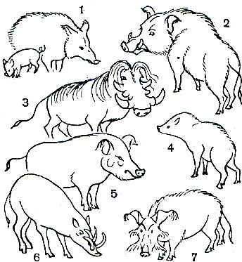 Таблица 41. Свиньи: 1 - кабан (Sus scrofa), самка с поросенком; 2 - кабан самец; 3 - бородавочник (Phacochoerus aethiopicus); 4 - ошейниковый пекари (Tayassu tajacu); 5 - большая лесная свинья (Hylochoerus meinertzhageni); 6 - бабируса (Babyrousa babyrussa); 7 -  кистеухая свинья (Potamochoerus porcus)