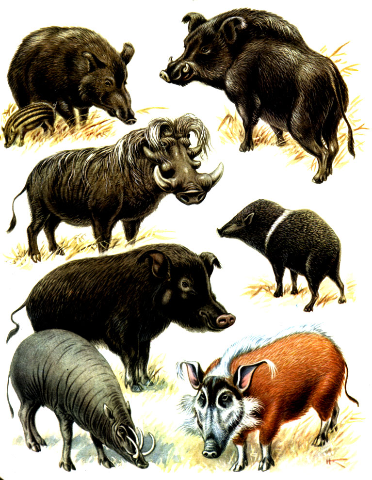 Таблица 41. Свиньи: 1 - кабан (Sus scrofa), самка с поросенком; 2 - кабан самец; 3 - бородавочник (Phacochoerus aethiopicus); 4 - ошейниковый пекари (Tayassu tajacu); 5 - большая лесная свинья (Hylochoerus meinertzhageni); 6 - бабируса (Babyrousa babyrussa); 7 -  кистеухая свинья (Potamochoerus porcus)