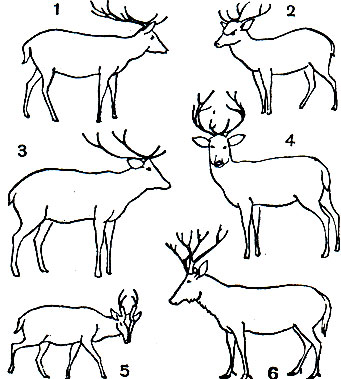 Таблица 42. Парнокопытные: 1 - аксис (Cervus axis); 2 - пятнистый олень (C. nippon); 3 - индийский замбар (C. unicolor); 4 - чернохвостый олень (Odocoileus hemionus); 5 - мунтжак (Muntiacus muntjak); 6 - олень Давида (Elaphurus davidianus)
