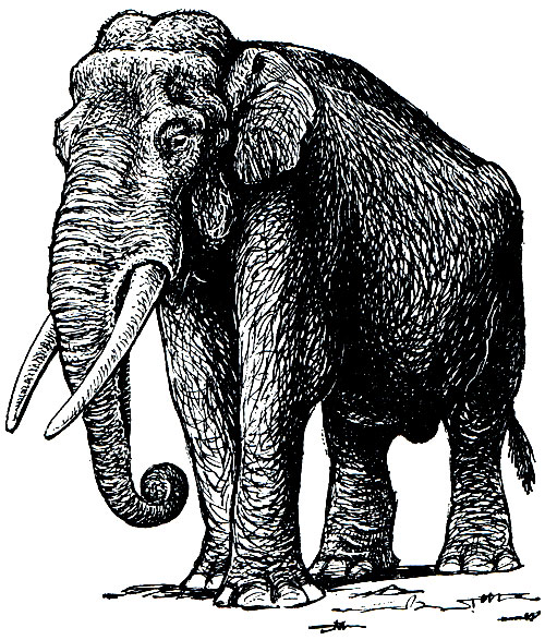 Рис. 220. Индийский слон (Elephas maximus)