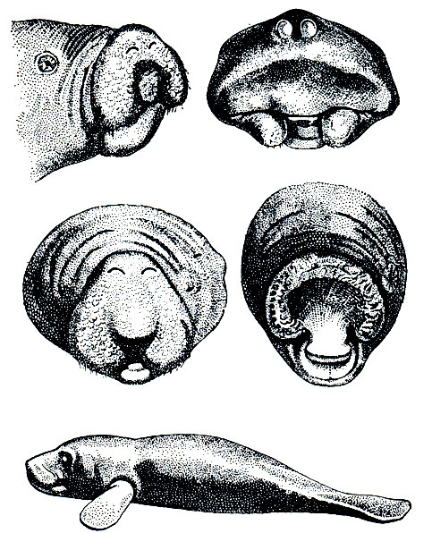Рис. 223. Сирена ламантин (Trichechus): внизу - общий вид; вверху - различные положения морды