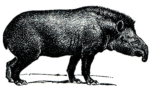 Рис. 224. Центральноамериканский тапир (Tapirus bairdi)