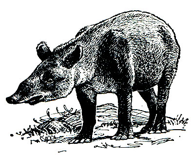 Рис. 225. Горный тапир (Tapirus pinchaque)
