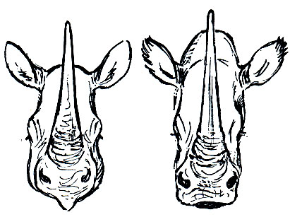 Рис. 228. Головы (спереди) носорогов: слева - черного носорога (Diceros bicornis); справа - белого носорога (Ceratotherium simum)