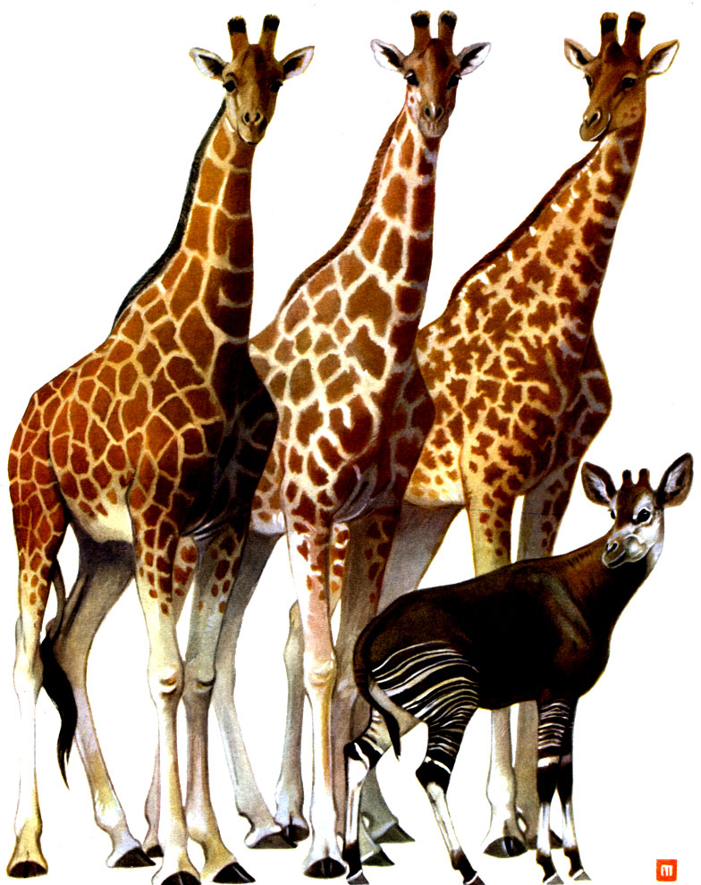 Таблица 43. Парнокопытные: 1, 2, 3 - жирафы (Giraffa cameleopardalis) разных подвидов; 4 - окапи (Okapia johnstoni)
