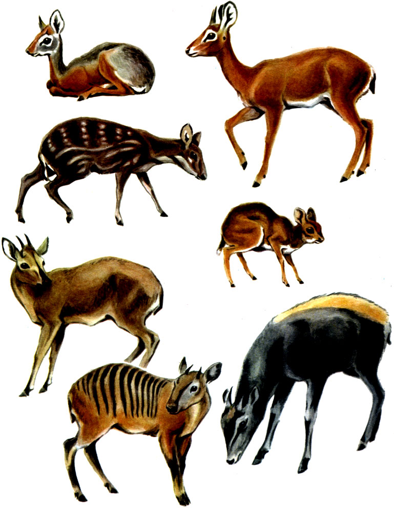 Таблица 44. Парнокопытные: 1 - рыжебрюхий дикдик (Madoqua phillipsi); 2 - ориби (Ourebia ourebi); 3 - африканский оленек (Hyemoschus aquaticus); 4 - карликовая антилопа (Neotragus pygmaeus); 5 - серый дукер (Sylvicapra grimmia); 6 - зебровый дукер (Cephalophus zebra); 7 - желтоспинный дукеп (Cephaloohus sylvicultor)