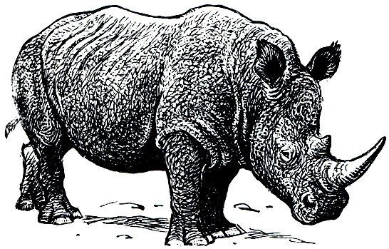 Рис. 229. Белый носорог (Ceratotherium simum)