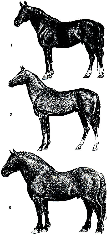Рис. 230. Породы домашних лошадей: 1 - орловский рысак; 2 - ахалтекинская лошадь; 3 - владимирский тяжеловоз