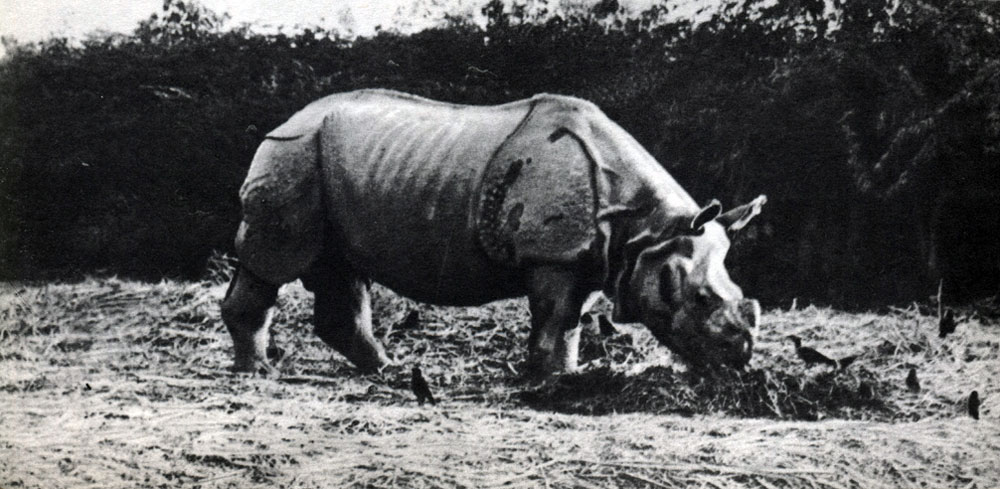 Таблица 45 а. Носороги. Индийский носорог (Rhinoceros unicornis)
