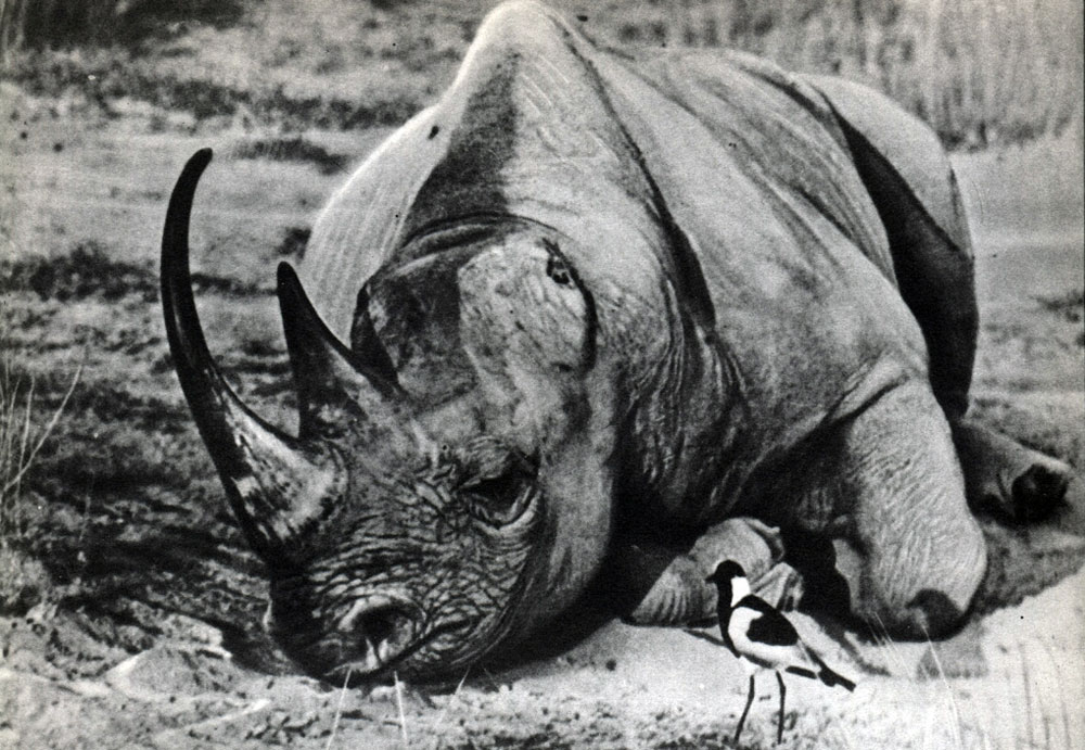 Таблица 45. Носороги. Черный носорог (Diceros bicornis)
