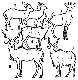  46. : 1 -  (Tragelaphus spekei); 2 -  (. scriptus); 3 -  (Boselaphus tragocamelus); 4 -  (Taurotragus eurycerus); 5 -   (Tragelaphus strepsiceros); 6 -  (T. angasi)