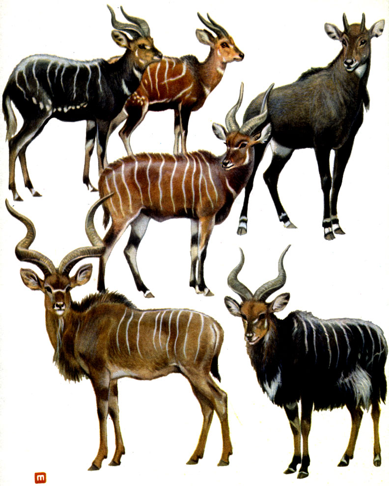 Таблица 46. Парнокопытные: 1 - ситатунга (Tragelaphus spekei); 2 - бушбок (T. scriptus); 3 - нильгау (Boselaphus tragocamelus); 4 - бонго (Taurotragus eurycerus); 5 - большой куду (Tragelaphus strepsiceros); 6 - ньяла (T. angasi)